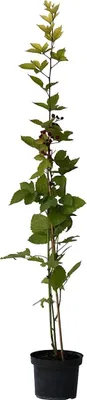 Produktbild von Dorman Red - Brombeere Himbeere-Hybride