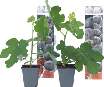 Two young fig trees in pots, with a collage of figs in the background.