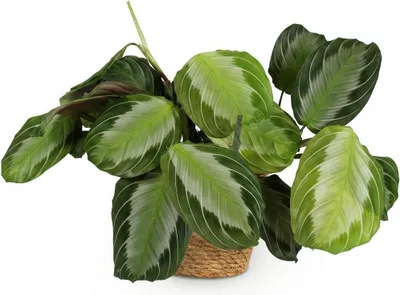 Image de Maranta Fascinator Silverband Plante d'intérieur avec pot en osier Ø12cm