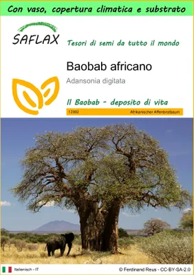 Immagine prodotto di SAFLAX Garden to go - Baobab africano - 6 semi - Adansonia