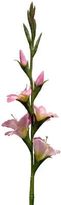 Produktbild von Clayre & Eef 5PL0330P Dekorativer Zweig mit Blumen Rosa Grün 92 cm
