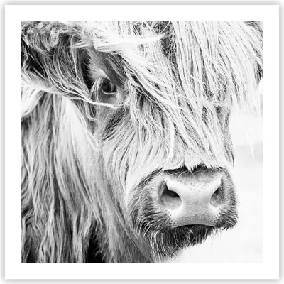 Produktbild von Poster - Poster ohne Rahmen - Kuh Scotch Tier - 60x60 cm - Wand Bild - Wanddeko - Wandbilder - Kunstposter - Wandposter - Bilder - Kunstdruck - Wanddekoration - Wandbild - P2XAC60x60-5129