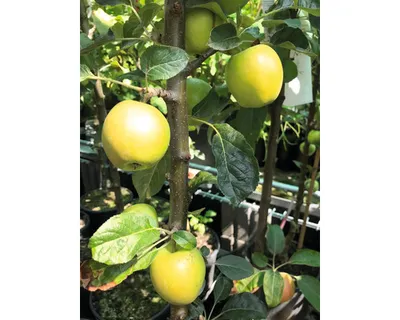 Obrázek produktu pro Jabloň sloupovitáFloraSelfMalus domestica 'Golden Gate' 130-150 cm květináč 7,5 l