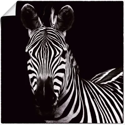 Produktbild von ARTland Poster Zebra II Größe: 50x50 cm