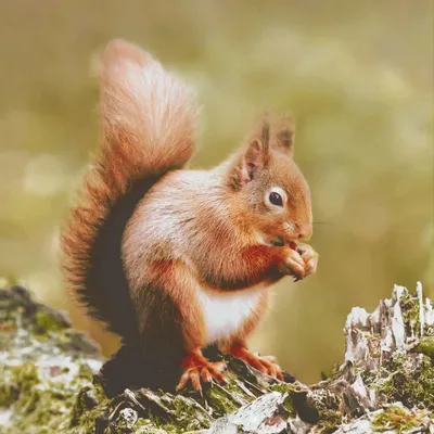 Produktbild von 20 Servietten Woodland squirrel - Eichhörnchen aus der Natur 33x33cm