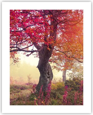 Produktbild von Poster - Poster ohne Rahmen - Baum Natur Wiese - 40x50 cm - Wand Bild - Wanddeko - Wandbilder - Kunstposter - Wandposter - Bilder - Kunstdruck - Wanddekoration - Wandbild - P2XPA40x50-3658