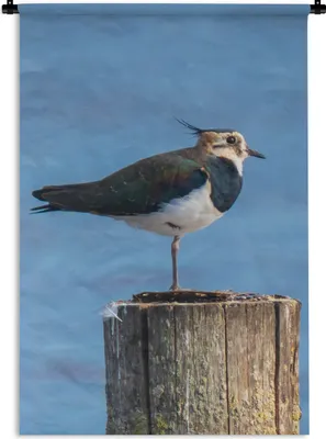 Produktbild von MuchoWow® Wandteppich Wandbehang Vogel - Tiere - Pfahl - Blau - Kiebitz 60x90 cm Tapisserie Dekoration Wandtuch - Foto-Teppich - Abwaschbar