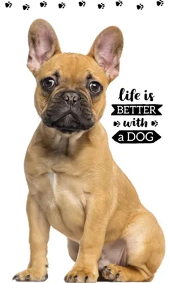 Produktbild von Hund Friend Hand- und Gesichtstuch, Handtuch 30x50cm