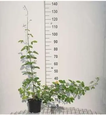 Obrázek produktu pro Laburnum anagyroides - Štědřenec 40- 60 cm - Kontejnerový