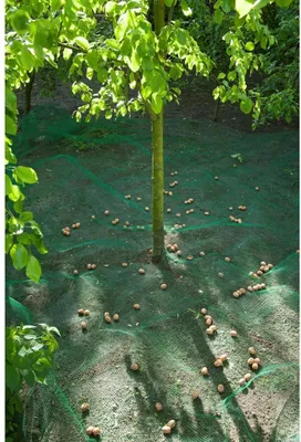 Produktbild von Nature Erntenetz für Obst und Blätter 4,3×4,3 m 6030451