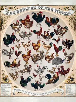 Produktbild von vianmo Holzschild 40x30 cm Geflügelart the poultry of the worls
