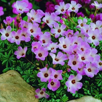 Obrázok produktu pre Ďatelina šťastná - 10 x Oxalis Adenophylla