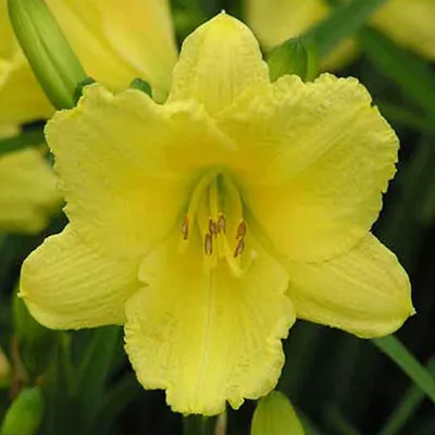 Obrázok produktu pre 6 x denivka  - Hemerocallis 'Happy Returns'  | Kvetináč 9 cm x 9 cm