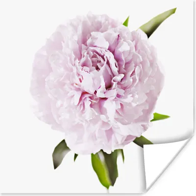 Produktbild von MuchoWow® Poster Draufsicht auf eine rosa Pfingstrose 100x100 cm - Babyzimmer