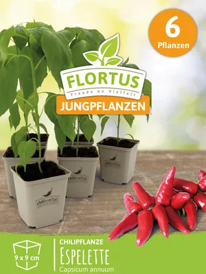 Artikelbild 7 von 'Chilipflanze Espelette' aus der Kategorie Chilipflanzen