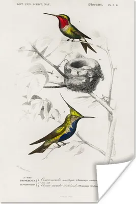 Produktbild von MuchoWow® Poster Vogel - Vintage - Zweig 80x120 cm - Papierdruck