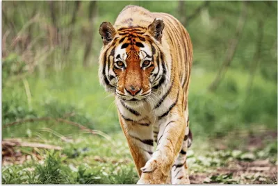 Produktbild von MuchoWow® Poster Tiger - Wald - Laufen 180x120 cm - Fotoplakat