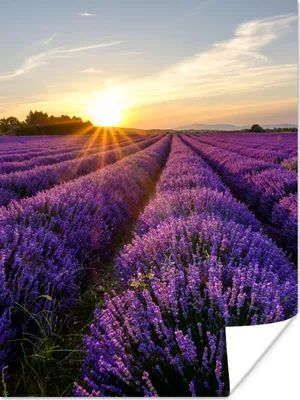 Produktbild von MuchoWow® Poster Lavendel - Blumen - Sonnenuntergang - Lila 120x160 cm - Wandbilder