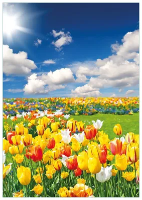 Produktbild von Wallario Premium Glasbild, freischwebende Optik, kräftige Farben, Größe 100 x 70 cm Motiv Tulpenwiese unter blauem Himmel