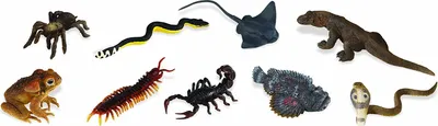 Zdjęcie produktu dla Safari Ltd Venomous Creatures TOOB, 3 lat(a), Venomous Creatures, Wielobarwny