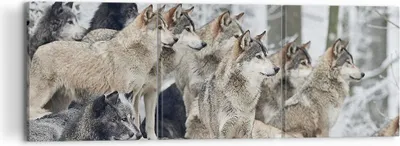 Produktbild von Bild auf Leinwand - Leinwandbild - 3 Teile - Rudel Wölfe Winter - 120x40cm - Wand Bild - Wanddeko - Wandbilder - Leinwanddruck - Bilder - Wanddekoration - Leinwand bilder - Wandbild - CA120x40-4357