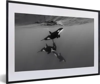 Produktbild von MuchoWow® MuchoWow® Gerahmtes Poster Orca - Wasser - Schwarz - Weiß 60x40 cm - Poster mit zchwarzem Bilderrahmen - Schlafzimmer - Plakat in Rahmen - Drucken