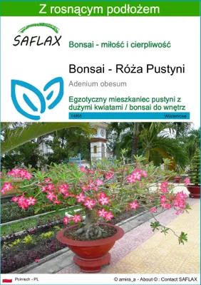 Zdjęcie produktu dla SAFLAX - Bonsai - Róża Pustyni - 8 Nasiona - Z podłożem uprawowym wolnym od zarazków - Adenium obesum