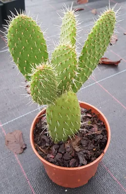 Image de Opuntia leucotricha / Oponce poilue