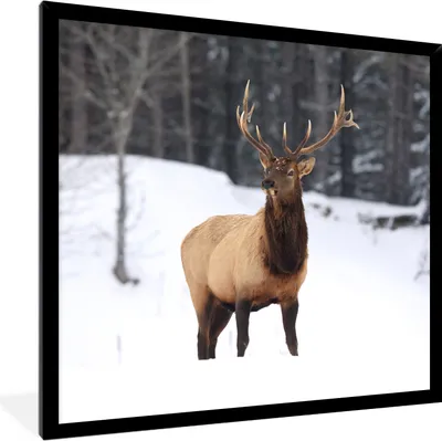 Produktbild von MuchoWow® Gerahmtes Poster Rotwild - Schnee - Winter 40x40 cm - Poster mit Schwarzem Bilderrahmen Wandposter Rahmen Foto Bilder - Mit Rahmen - Wanddekoration Schlafzimmer