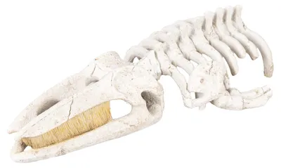 Produktbild von Aqua Della Aquariendekoration Walskelett beige, Größe: L