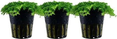 Produktbild von Aquarium Wasserpflanze 3 Stück Hemianthus callitrichoides Tropica Nr.048B Set
