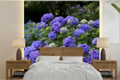 Produktbild von MuchoWow® Fototapete für Wohnzimmer oder Schlafzimmer Wandtapete Vinyl Motivtapete Lila Hortensien in einem japanischen Garten - 240x240 cm - Schlafzimmer-Tapete