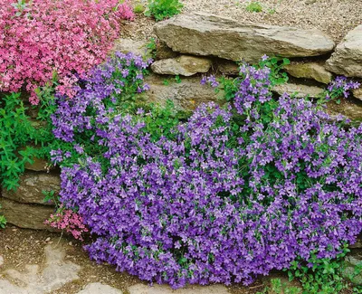 Produktbild von Campanula portenschlagiana 'Birch', Polsterglockenblume, ca. 9x9 cm Topf