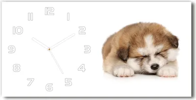 Produktbild von Wanduhr aus Glas – 60x30 cm - Glasbild - Glasuhr - Gehärtetes Glas - weisse-zeiger - Akita Welpen