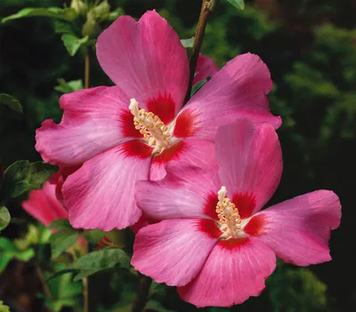 Produktbild von Dehner Hibiskus Silke, Garten-Eibisch mit rosa-roten Blüten, 7.5 l Topf, Zierstrauch