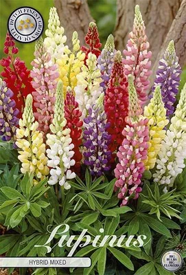 Artikelbild 2 von 'Lupine Hybrid Mixed (3 Stück)' aus der Kategorie Error: No identifier specified