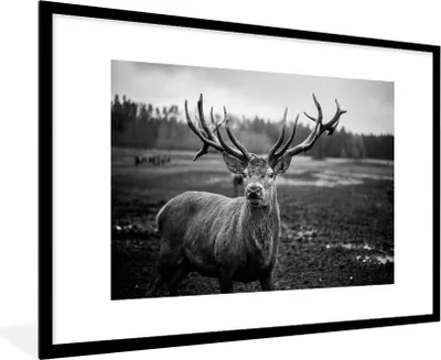 Produktbild von MuchoWow® Gerahmtes Poster Tiere - Hirsch - Geweih - Schwarz und weiß - Natur 90x60 cm - Poster mit Schwarzem Bilderrahmen Wandposter Rahmen Foto Bilder - Wanddekoration - Fotos