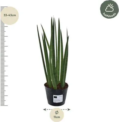 Obrázok produktu pre Sansevieria cylindrica Bacularis Mikado – hadí strom – nenáročná izbová rastlina – čistí vzduch – ↕38 cm – Ø10,5 cm