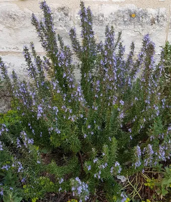 Image de Rosmarinus officinalis / Romarin officinal