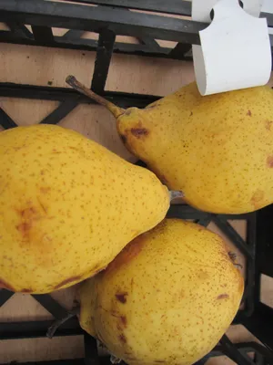 Produktbild von Pyrus communis Schöne Honigbirne - Sommerbirne Schöne Honigbirne
