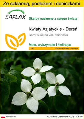 Zdjęcie produktu dla SAFLAX - Zestaw do uprawy - Kwiaty Azjatyckie - Dereń - 30 Nasiona - Z mini szklarnią, podłożem uprawowym i 2 doniczkami - Cornus kousa var. chinensis
