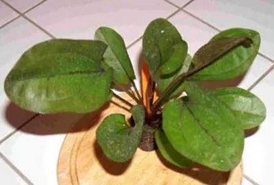 Produktbild von 3 Töpfe Echinodorus ca. 20 cm, Aquariumpflanzen