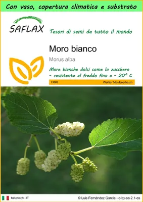 Immagine prodotto di SAFLAX Garden to go - Moro bianco - 200 semi - Morus