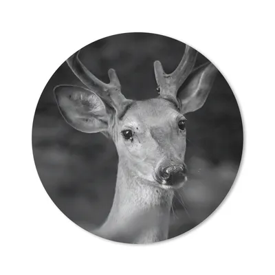 Produktbild von MuchoWow® Mauspad Mousepad Tierprofil Hirsche in schwarz und weiß 30x30 cm - Mousepads - Maus Mat - Pad - Mausunterlage - Tischunterlage - Schreibtischmatten