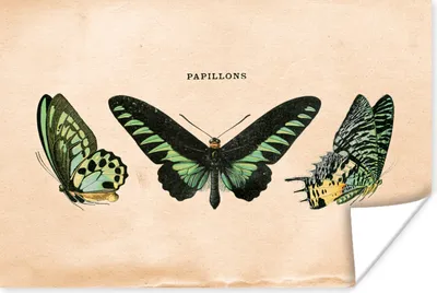 Produktbild von MuchoWow® Poster Schmetterling - Tier - Insekt 120x80 cm - Bilder