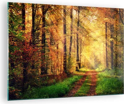 Produktbild von Bilder auf glas - Wald Baum Natur - 70x50cm - Glasbilder - Wandbilder - Kunstdruck - zum Aufhängen bereit - Wanddekoration aus Glas - Glas Bilder - Wandbild auf Glas - Einteilig - GAA70x50-3718