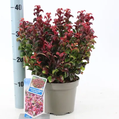 Obrázek produktu pro Leucothoe axillaris ‘Curly Red’ PBR – myrta hroznová | 20–25 cm v květináči