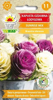 Obrázok produktu pre SUNRISE MIX okrasná kapusta Semená kvetov - 533 Toraf