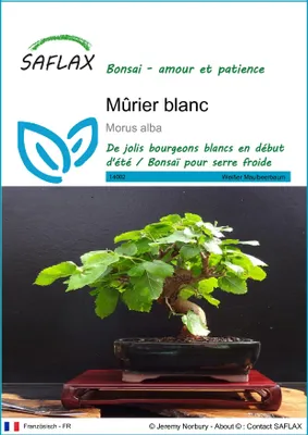 Image de SAFLAX  - Mûrier blanc - 200 graines - Morus