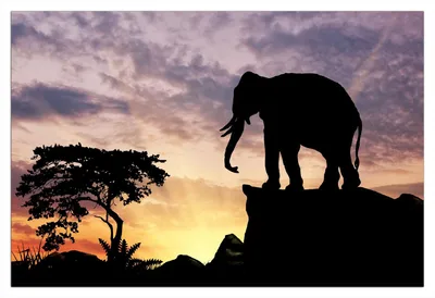 Produktbild von Wallario Wandbild aus Acryl, 90 x 60 cm, freischwebende Optik - Elefant vor Abendhimmel